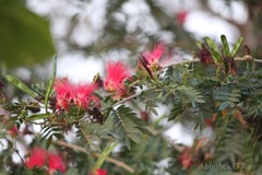 Calliandra haematocephala